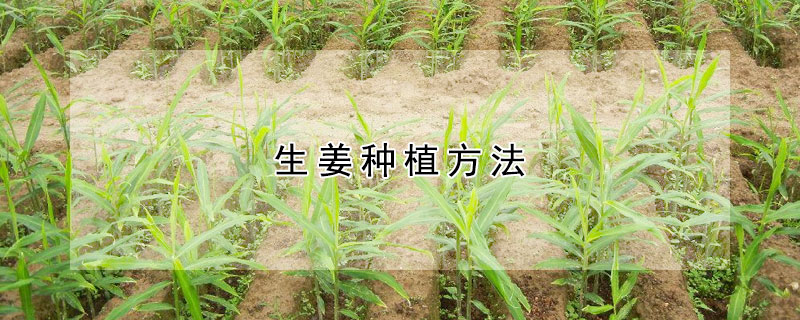 生姜种植方法