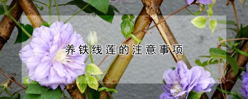 养铁线莲的注意事项