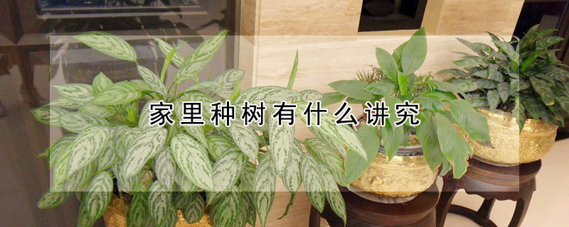 家里种树有什么讲究