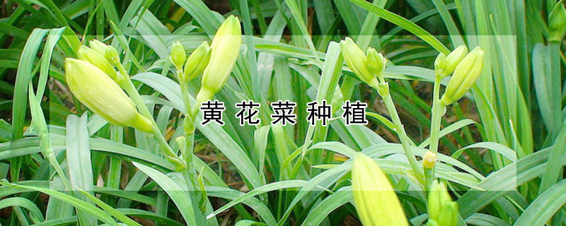 黄花菜种植