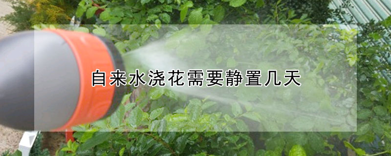 自来水浇花需要静置几天