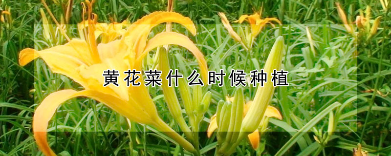 黄花菜什么时候种植