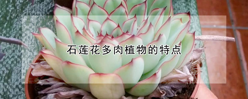 石莲花多肉植物的特点