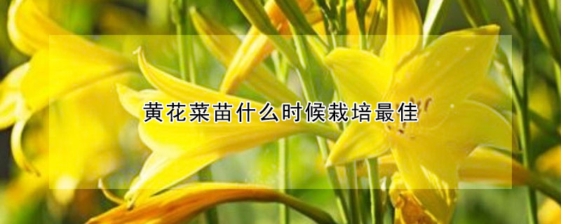 黄花菜苗什么时候栽培最佳