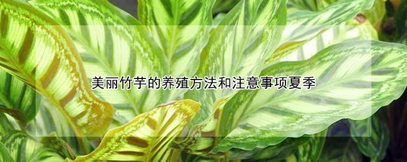 美丽竹芋的养殖方法和注意事项夏季