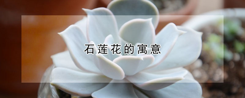 石莲花的寓意