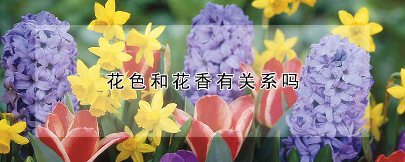 花色和花香有关系吗