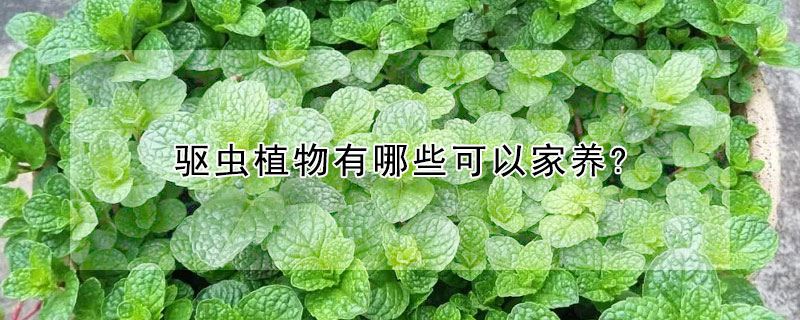 驱虫植物有哪些可以家养?