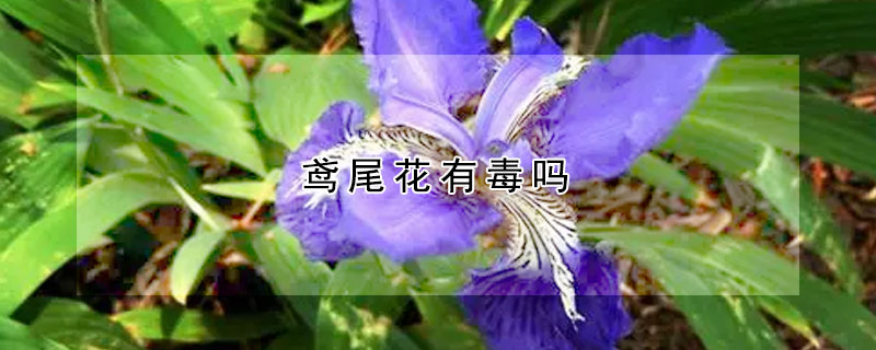 鸢尾花有毒吗