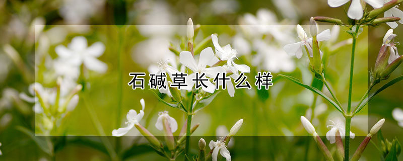 石碱草长什么样