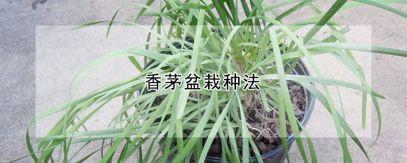 香茅盆栽种法