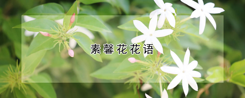 素馨花花语