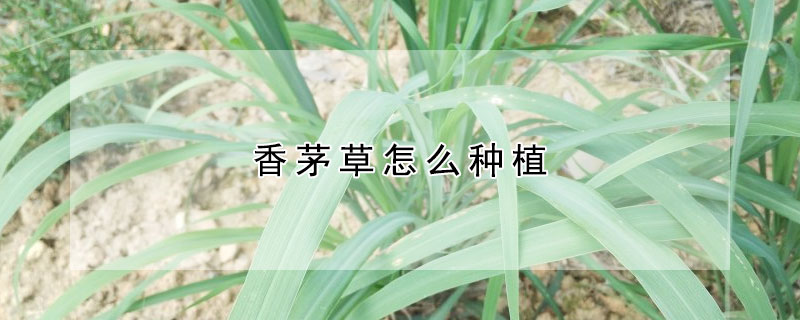 香茅草怎么种植