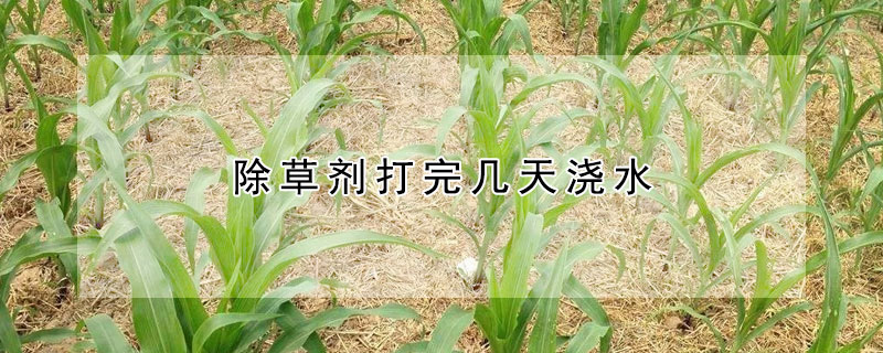 除草剂打完几天浇水