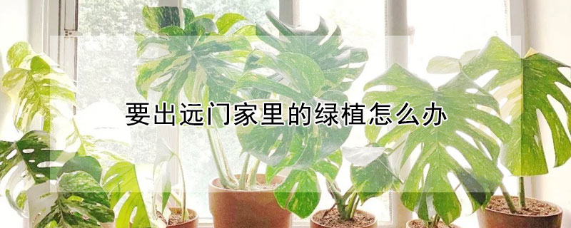 要出远门家里的绿植怎么办