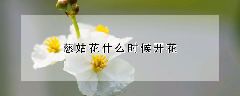 慈姑花什么时候开花