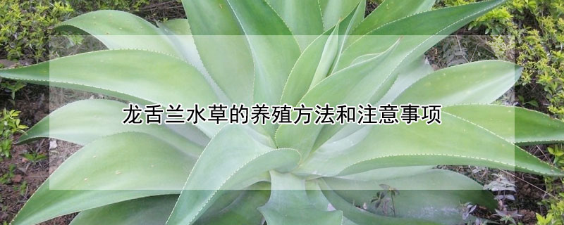 龙舌兰水草的养殖方法和注意事项