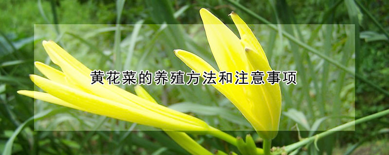 黄花菜的养殖方法和注意事项