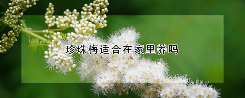 珍珠梅适合在家里养吗