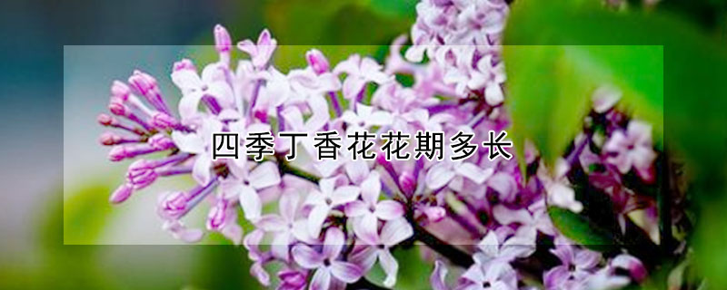 四季丁香花花期多长