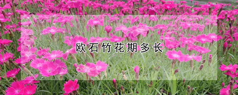 欧石竹花期多长