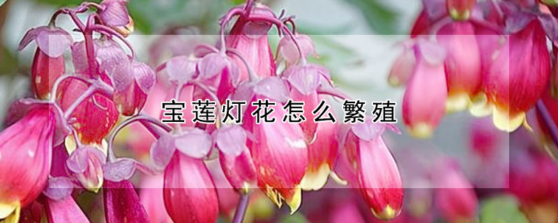 宝莲灯花怎么繁殖