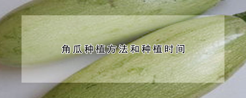 角瓜种植方法和种植时间 发财农业网