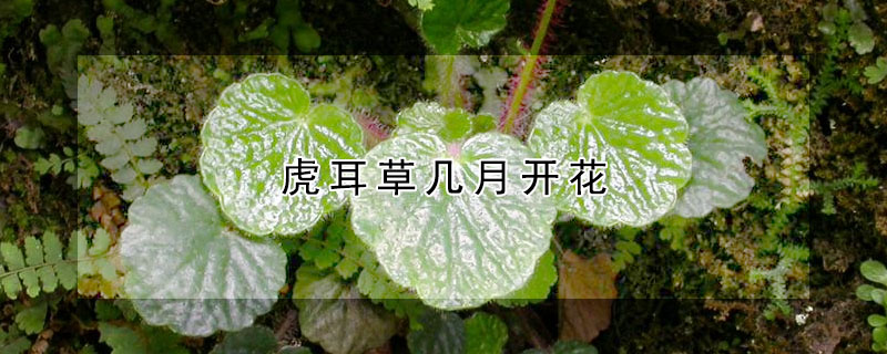 虎耳草几月开花