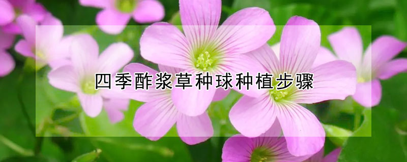 四季酢浆草种球种植步骤