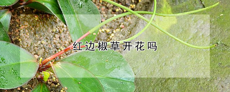 红边椒草开花吗