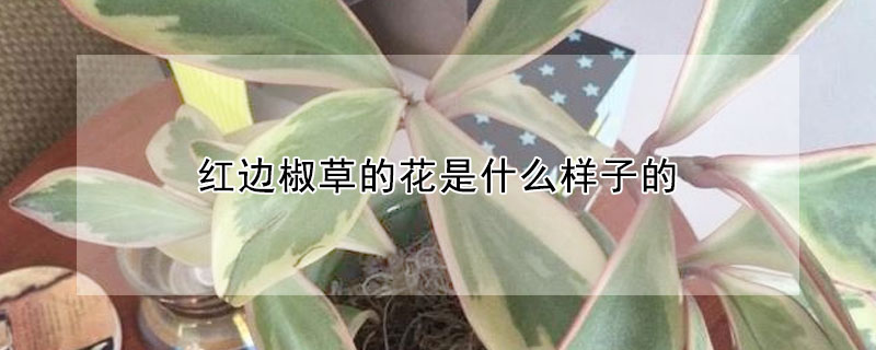 红边椒草的花是什么样子的