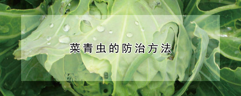 菜青虫的防治方法