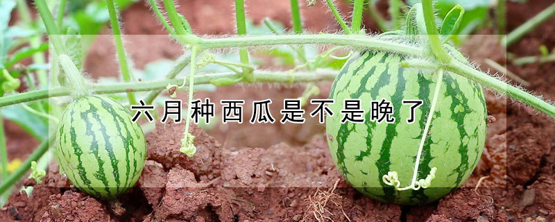 六月种西瓜是不是晚了