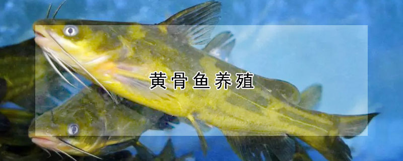 黄骨鱼养殖