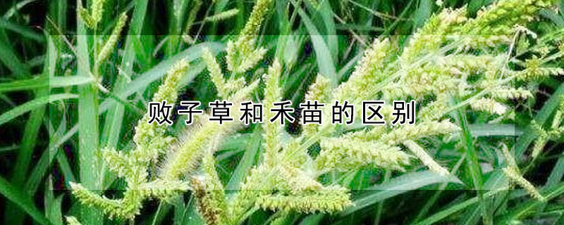 败子草和禾苗的区别