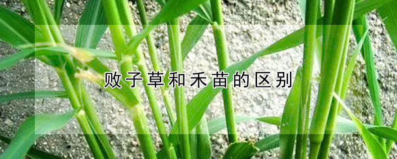 败子草和禾苗的区别