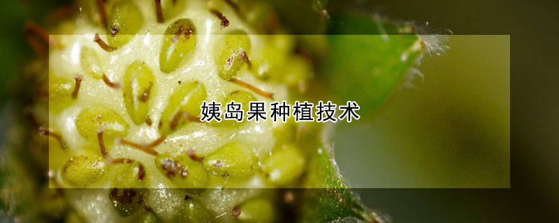 姨岛果种植技术