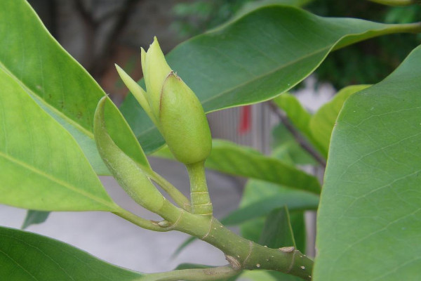 家里栽黄桷兰风水好吗 黄桷兰种植的风水讲究