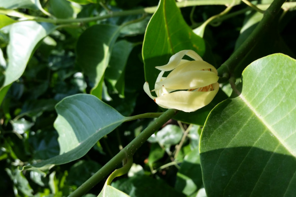 家里栽黄桷兰风水好吗 黄桷兰种植的风水讲究