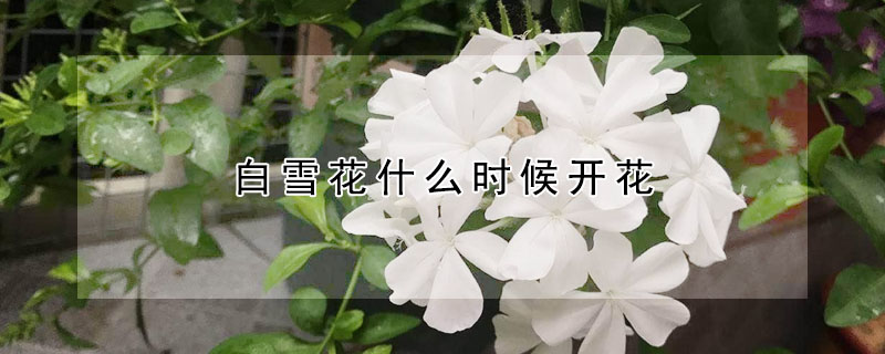 白雪花什么时候开花