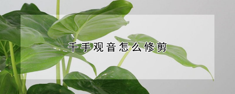 千手观音怎么修剪