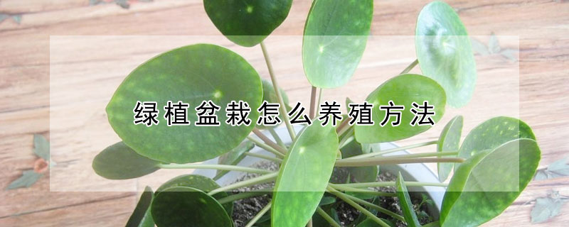 绿植盆栽怎么养殖方法