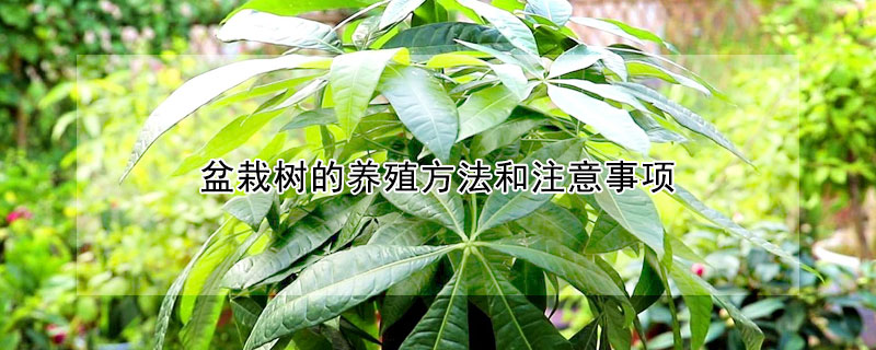 盆栽树的养殖方法和注意事项