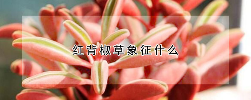 红背椒草象征什么