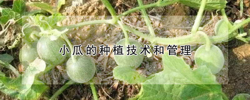 小瓜的种植技术和管理