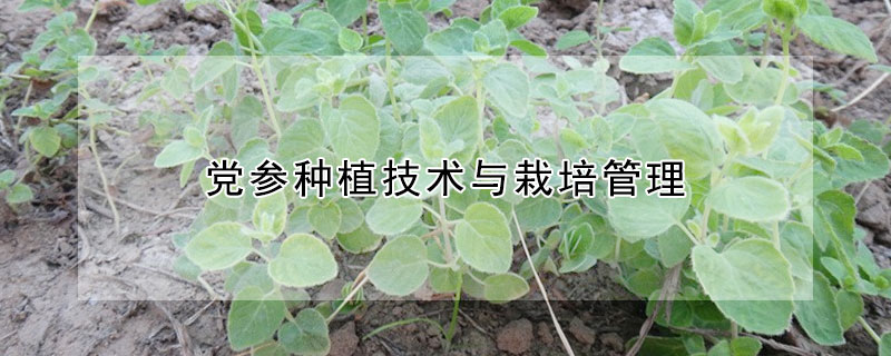 党参种植技术与栽培管理