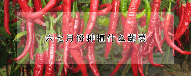 六七月份种植什么蔬菜