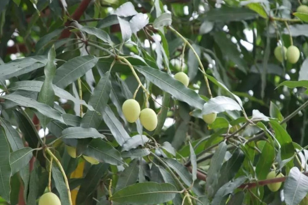 芒果怎么种植方法视频教程