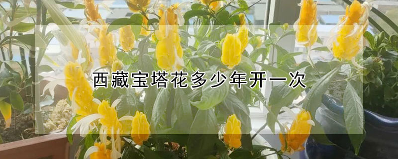 西藏宝塔花多少年开一次