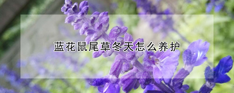 蓝花鼠尾草冬天怎么养护